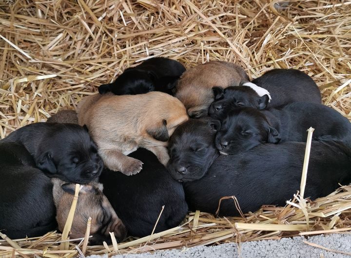 Chiots de l'élevage