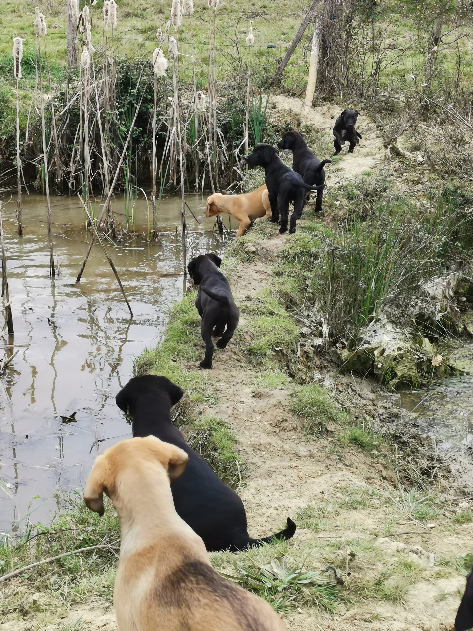 Le parc et les enclos d'animaux de ferme